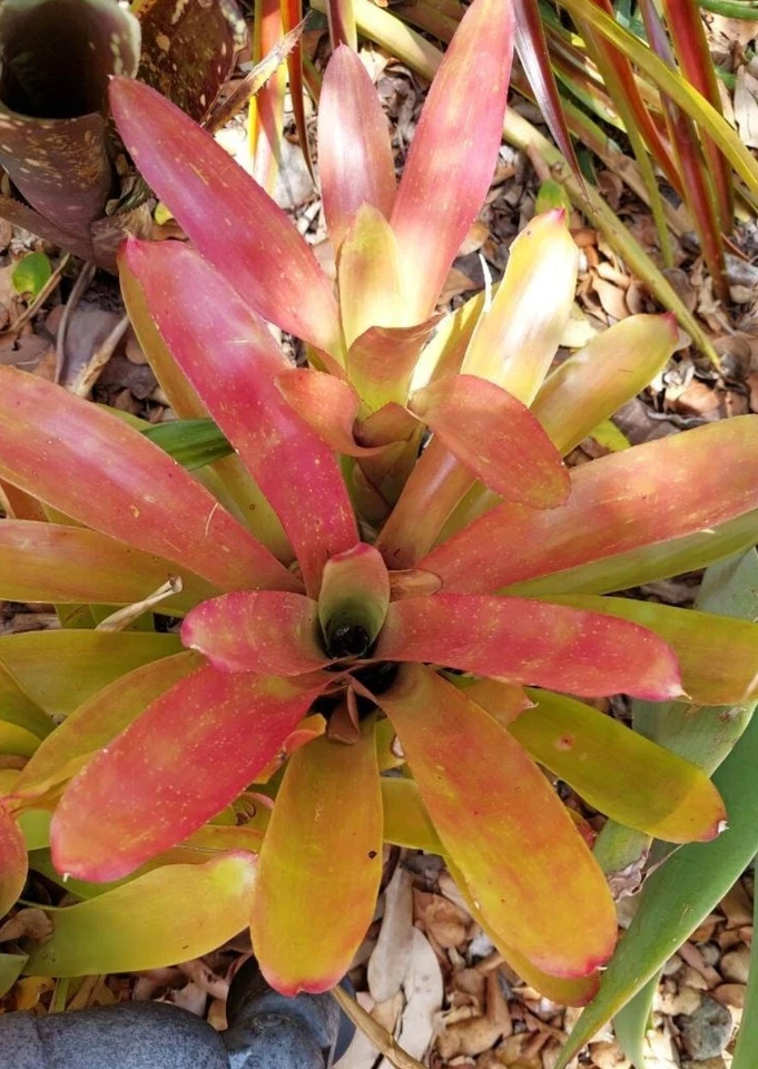Neoregelia ‘Super Fireball’ Bromeliad - Live Plant, Compact Red Sun-Loving
