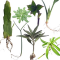 Indoor Plant Cuttings Variety Pack – 7 Fresh Unrooted Cuttings (Queen of Night, Burro’s Tail)