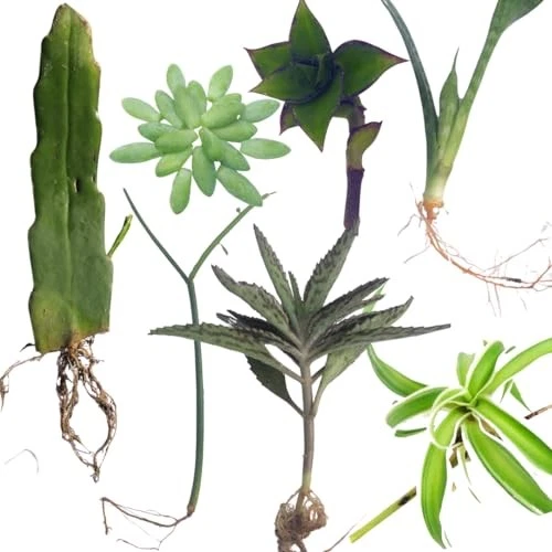 Indoor Plant Cuttings Variety Pack – 7 Fresh Unrooted Cuttings (Queen of Night, Burro’s Tail)