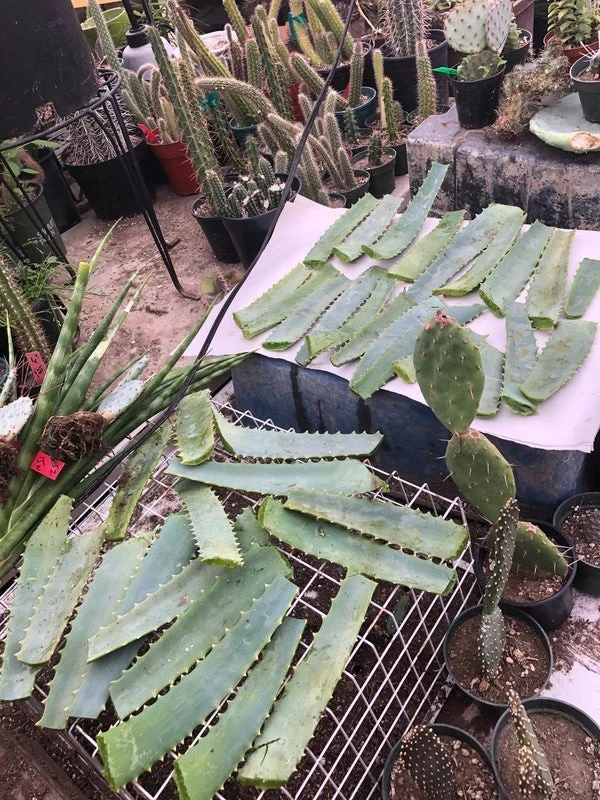 Aloe arborescens Fresh Leaves - 14 oz from 10-Year Mature Plant