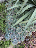 Echeveria secunda Cuttings – 5 Piece Pack, 3-Inch Rosettes