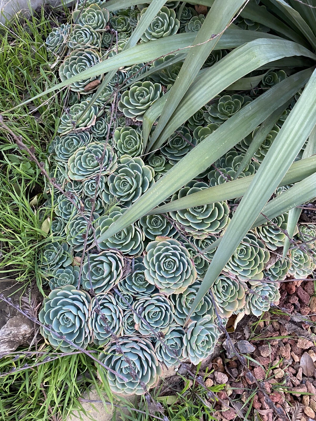 Echeveria secunda Cuttings – 5 Piece Pack, 3-Inch Rosettes