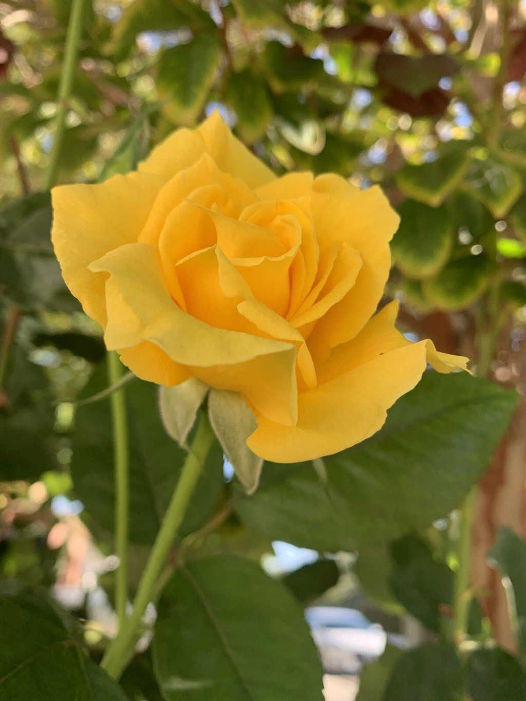 Radiant Perfume Rose - 5 Unrooted Cuttings, Yellow Fragrant Rose Propagation Set
