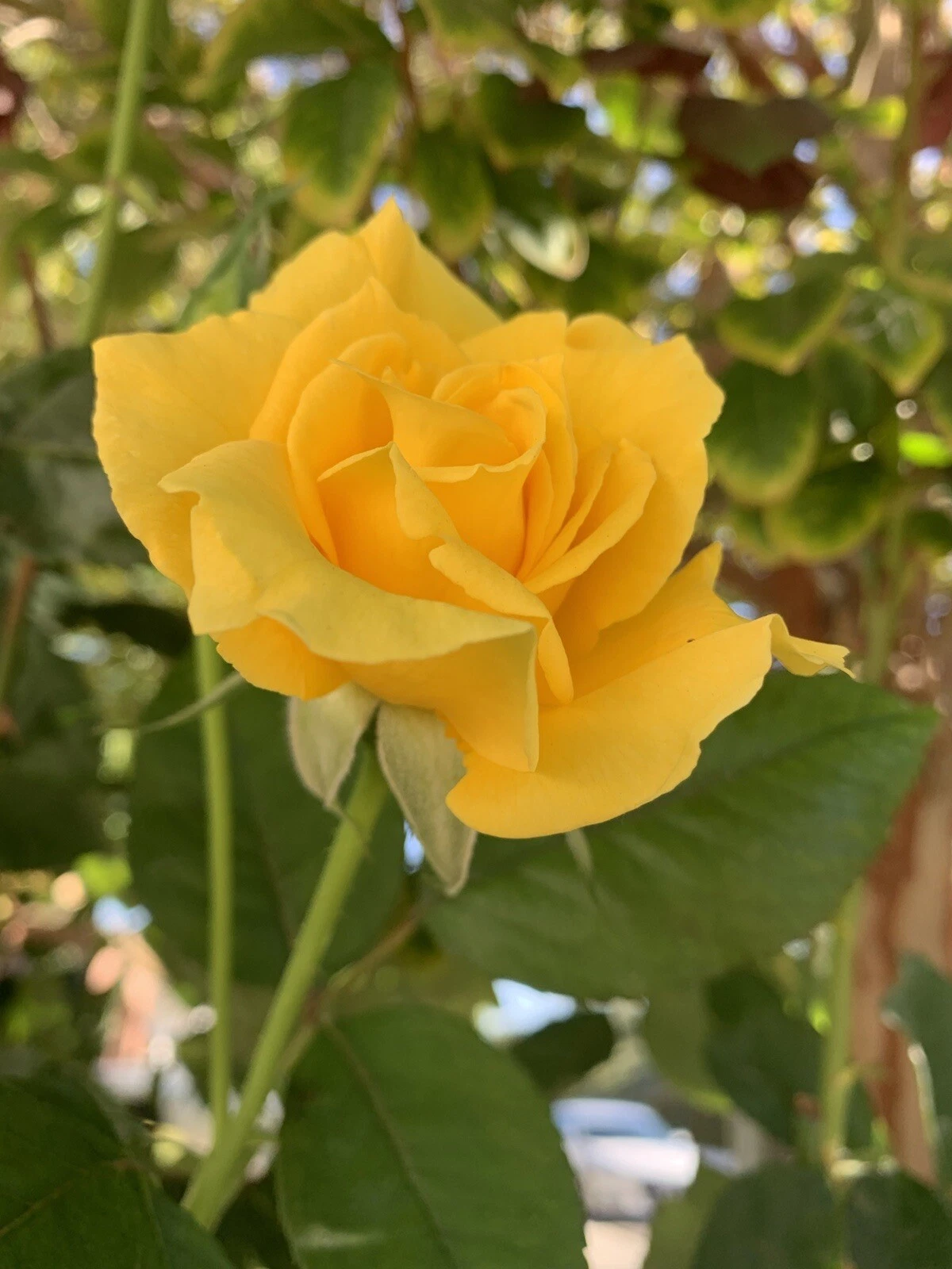 Radiant Perfume Rose - 5 Unrooted Cuttings, Yellow Fragrant Rose Propagation Set