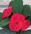 Scarlet Crown of Thorns Cutting (Euphorbia milii) - Unrooted Fresh Cutting for Propagation