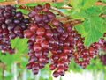 Catawba Grape Vine - Live Rooted Vitis Labrusca for Wine, Juice & Jelly