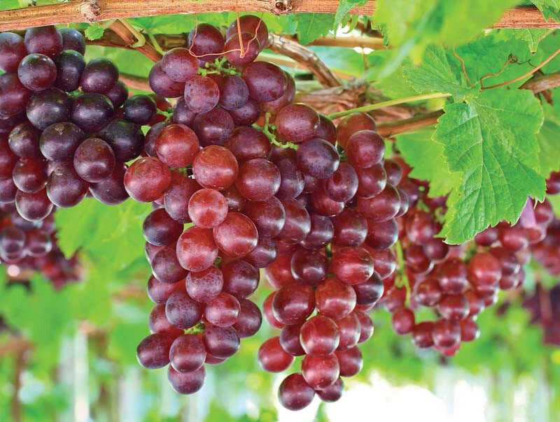Catawba Grape Vine - Live Rooted Vitis Labrusca for Wine, Juice & Jelly
