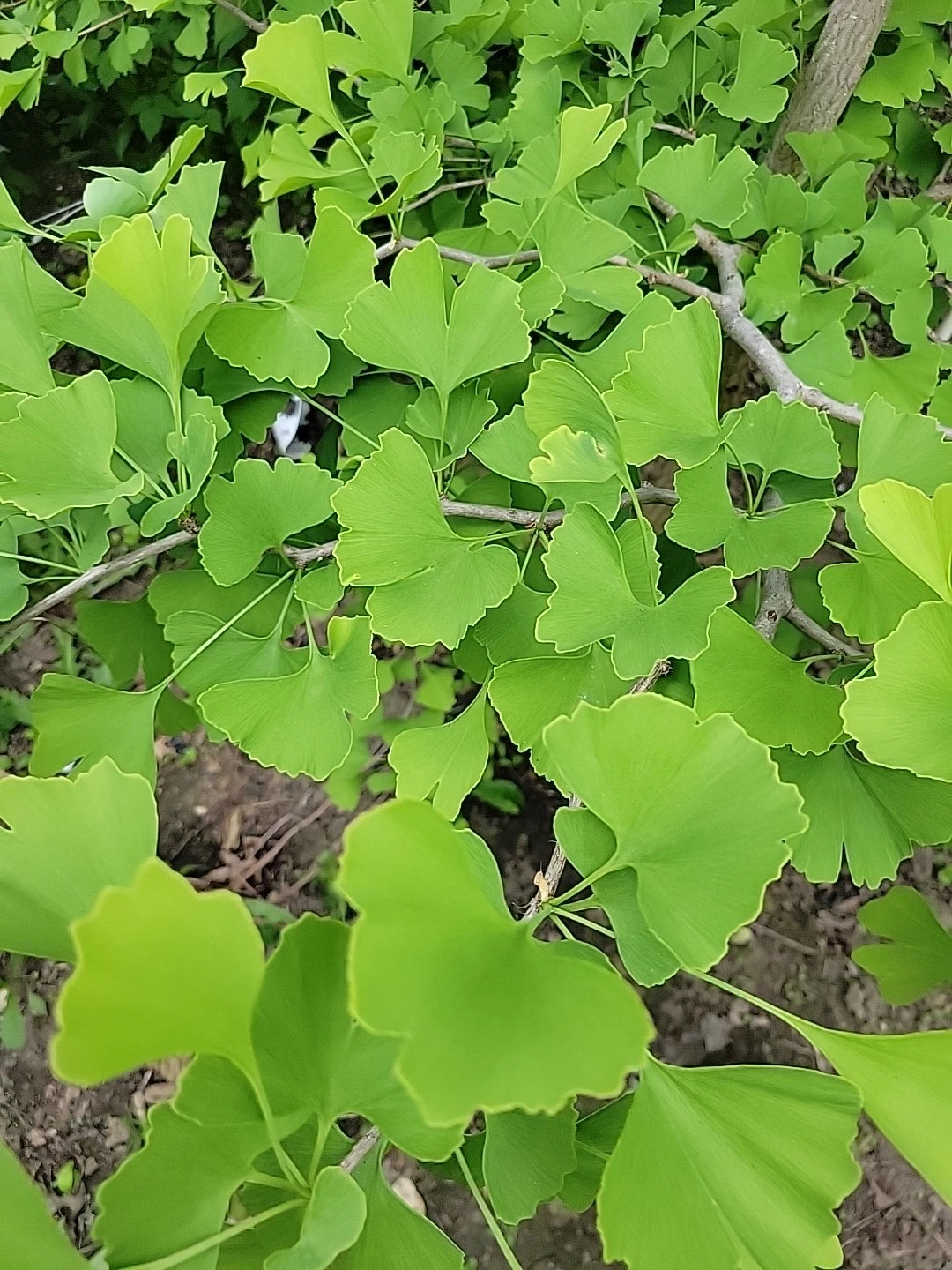 Ginkgo Leaves - 150 Fresh Organic Leaves for Crafts, Resin Art, Pressing & Décor