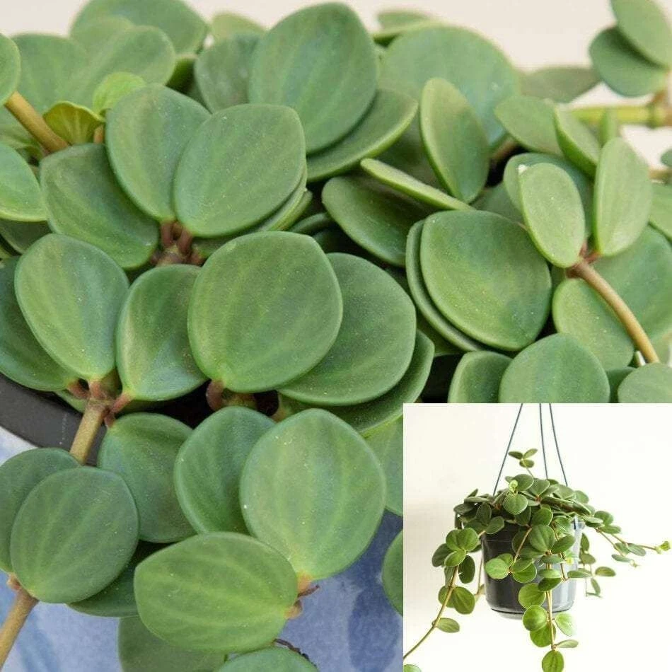 Peperomia Hope Cuttings - 15 Unrooted 6-Inch Stems for Trailing Indoor Plant