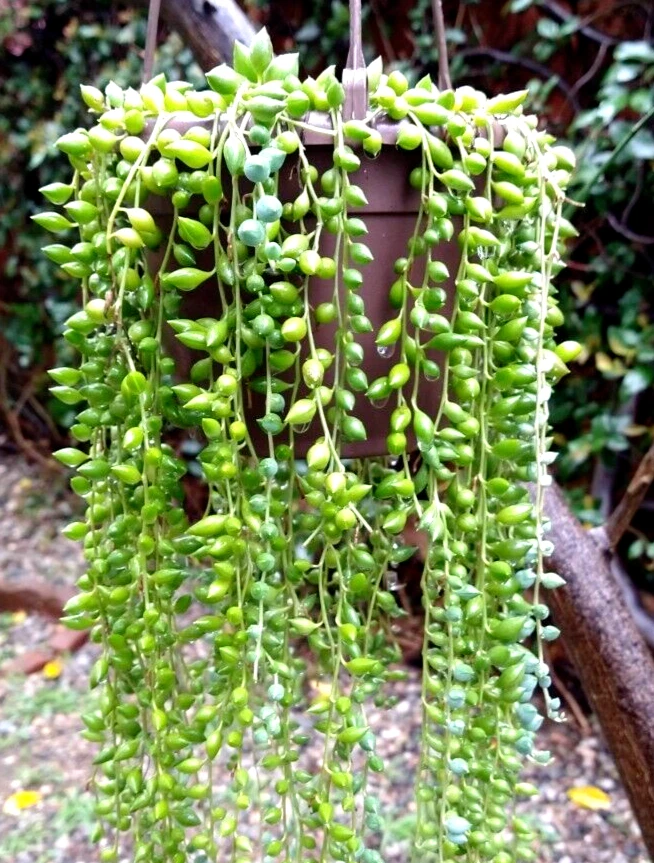 String of Pearls Cuttings - Lot of 30 Unrooted Curio rowleyanus Trailing Succulent