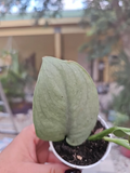 Scindapsus Platinum / Silver Hero - Rooted Live Plant in 2.5" Pot