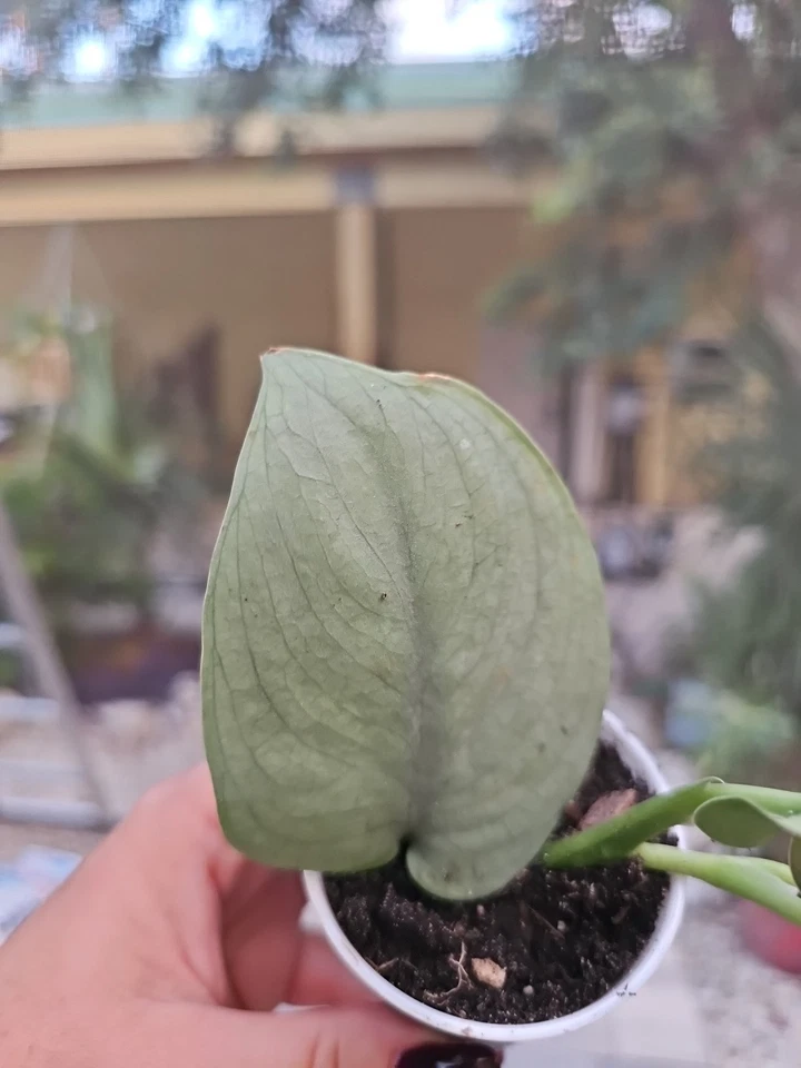 Scindapsus Platinum / Silver Hero - Rooted Live Plant in 2.5" Pot