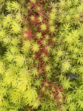 Sedum Angelina Cuttings 9pcs | Bareroot Sedum rupestre ‘Angelina’ Golden Stonecrop