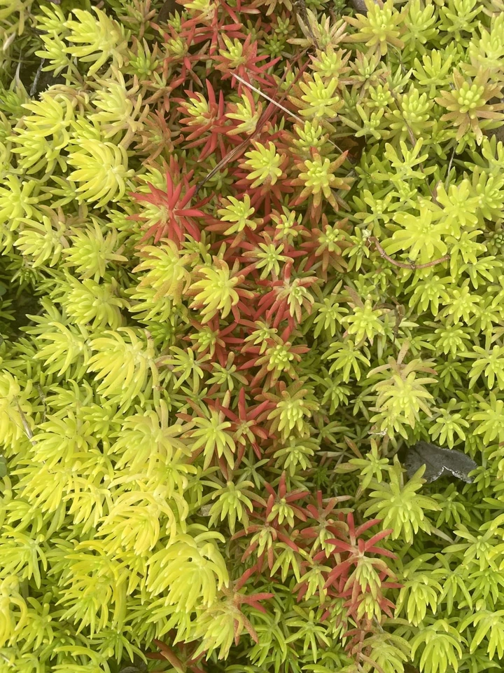 Sedum Angelina Cuttings 9pcs | Bareroot Sedum rupestre ‘Angelina’ Golden Stonecrop