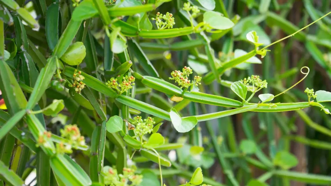 Cissus quadrangularis Cutting (Veldt Grape) – 12-Inch Unrooted Cutting
