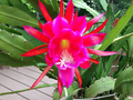 Rosy Swirl Epiphyllum Cuttings - 2 Unrooted Cuttings + Bonus Small Cutting