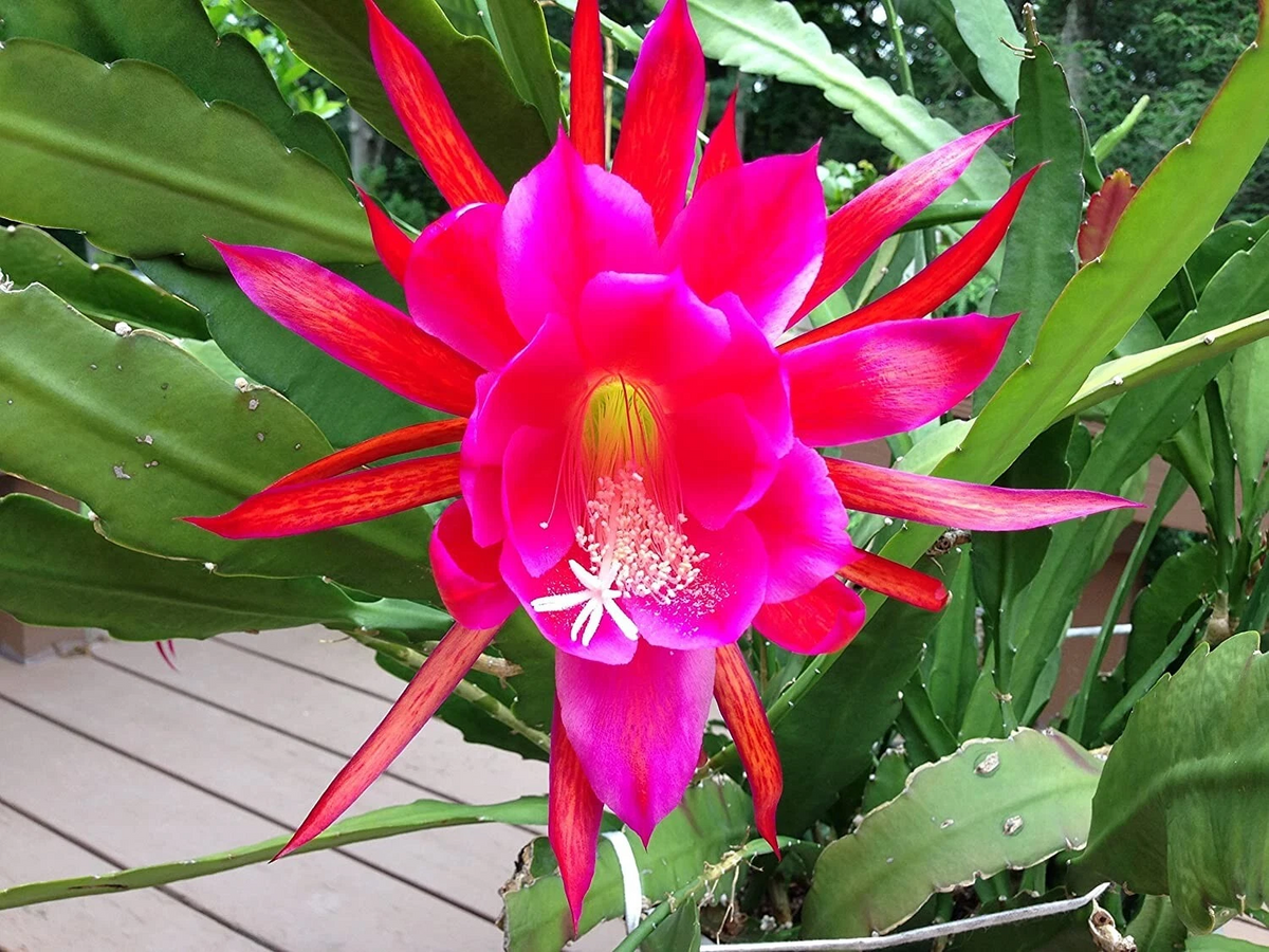 Rosy Swirl Epiphyllum Cuttings - 2 Unrooted Cuttings + Bonus Small Cutting