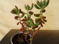 Sedum pachyphyllum Jelly Bean Plant Cuttings – 5 Fresh 4" Unrooted Stem Cuttings