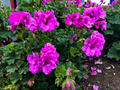 Purple Pelargonium Regal Geranium Cutting – 6–8" Unrooted Stem for Propagation