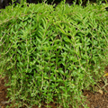 Sedum sarmentosum Cuttings - 50 Unrooted Creeping Groundcover