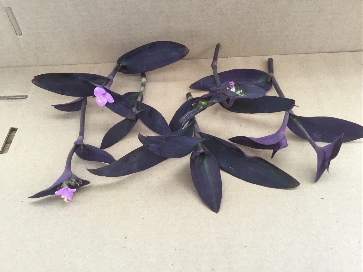 Purple Jade Plant Cuttings (Crassula ovata) - 6 Unrooted Cuttings