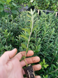 Arbequina Olive Tree Starter Plant | Olea europaea – 1 Live Tree for Pots or Outdoor