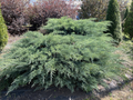 Grey Owl Juniper Cuttings - 10 Fresh 5–7 Inch Evergreen Stem Cuttings for Rooting