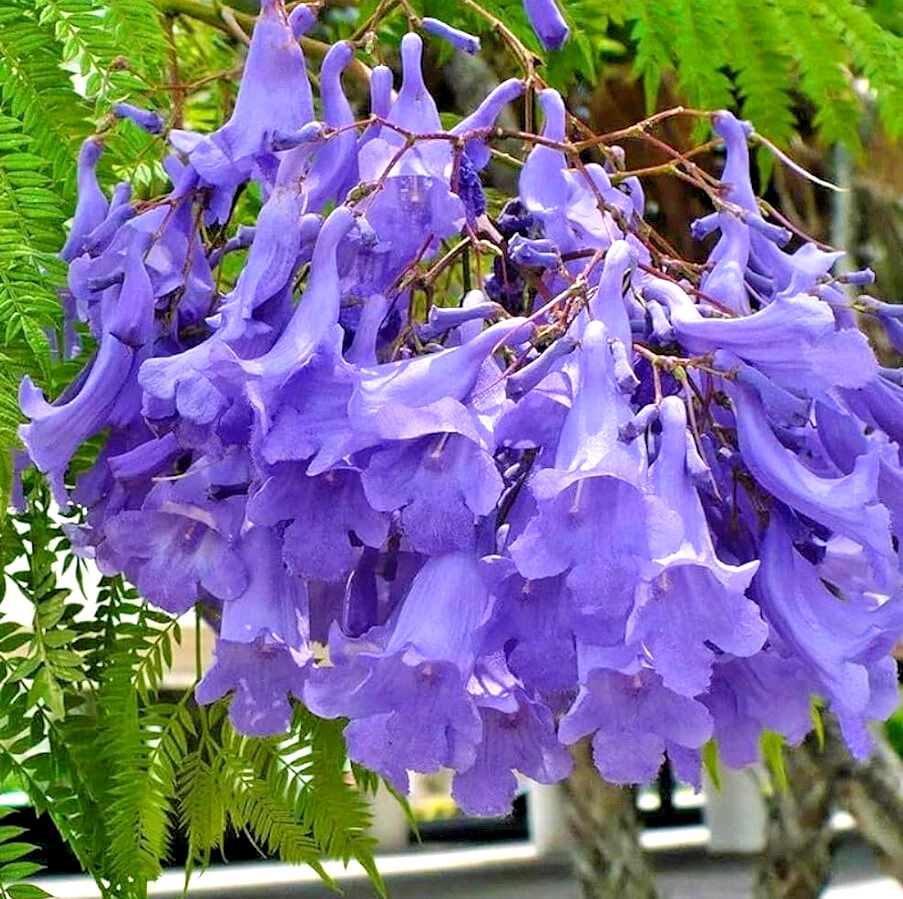 Blue Jacaranda Jacaranda mimosifolia - 1 Year Old Starter Plant, 8–10"