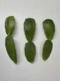 White Easter Cactus Cuttings (Spring Sunrise) - 3 Live Rhipsalidopsis/Hatiora Cuttings