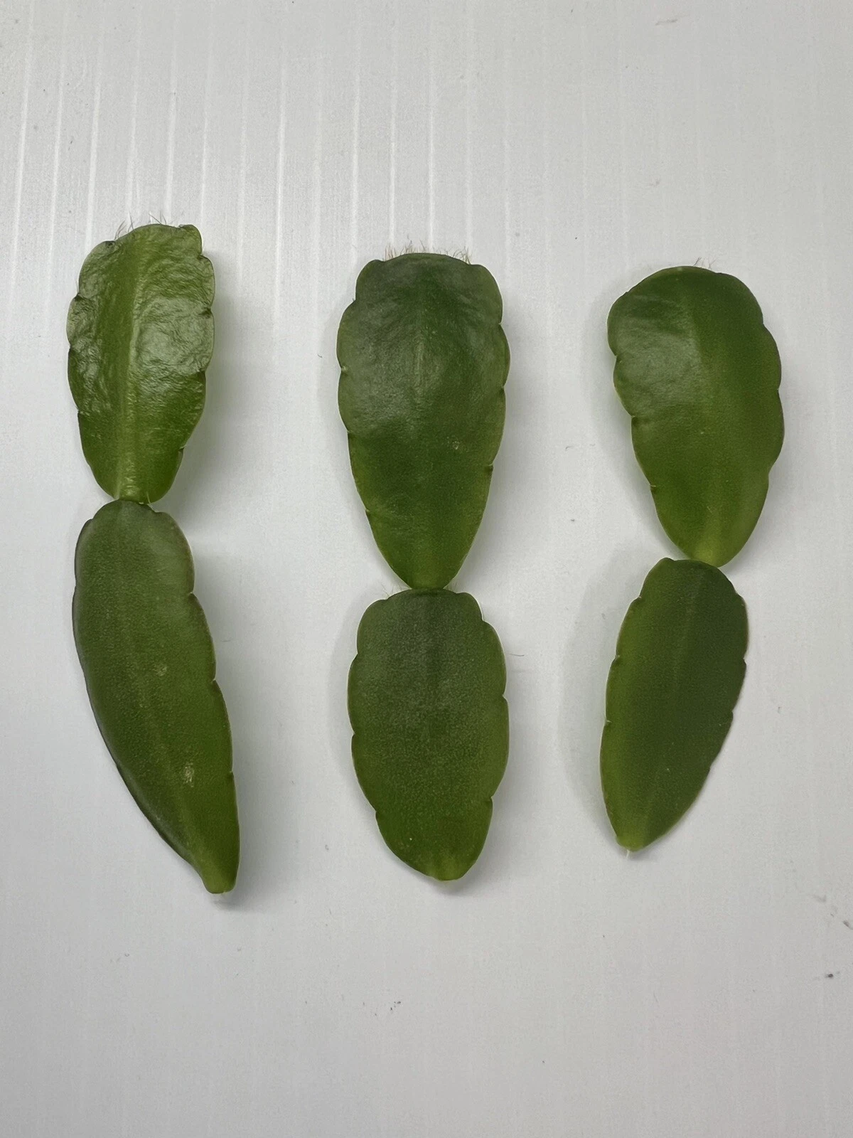 White Easter Cactus Cuttings (Spring Sunrise) - 3 Live Rhipsalidopsis/Hatiora Cuttings