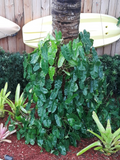 Philodendron Burle Marx Cutting – Unrooted Stem Clipping for Easy Propagation