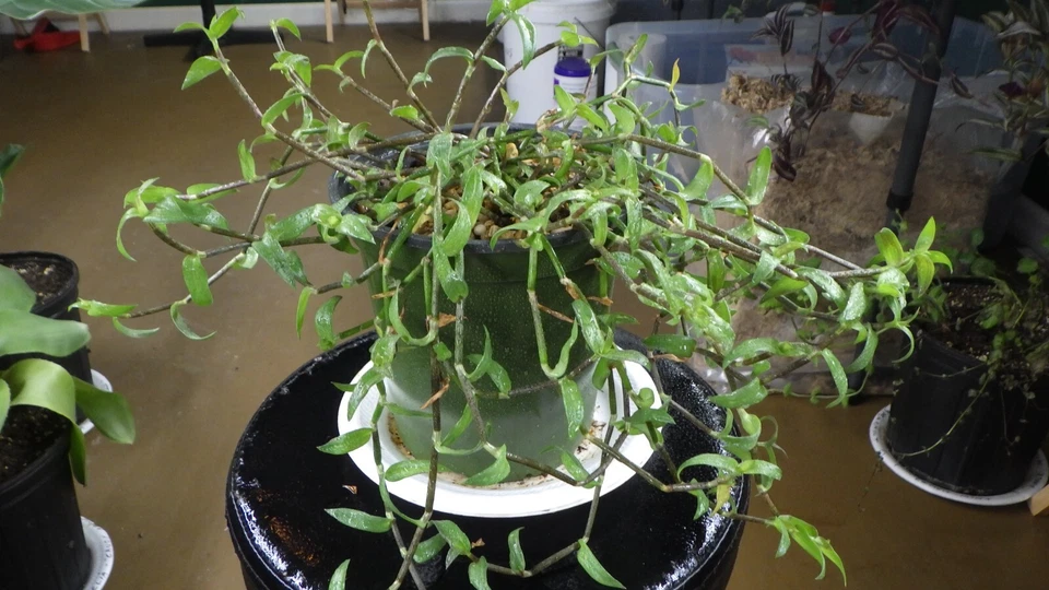 Callisia micrantha Cuttings - Trailing Inch Plant Stem Cuttings for Propagation