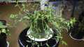 Callisia micrantha Cuttings - Trailing Inch Plant Stem Cuttings for Propagation