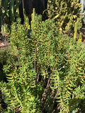 Crassula tetragona Mini Pine Tree Cuttings – 7 Fresh 5–8