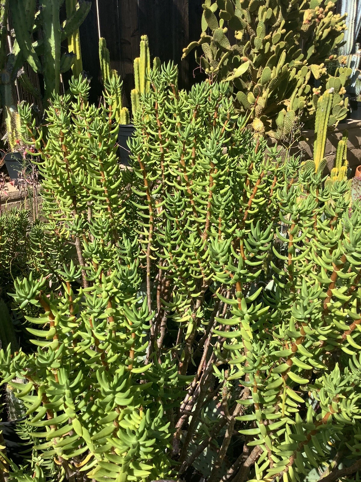 Crassula tetragona Mini Pine Tree Cuttings – 7 Fresh 5–8