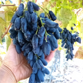 Lady Finger Grape Vine Cuttings, Moon Drop Type - 5 Unrooted 6-8" Cuttings