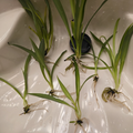 Green Spider Plant Pups (Chlorophytum comosum) - 4 Rooted Cuttings