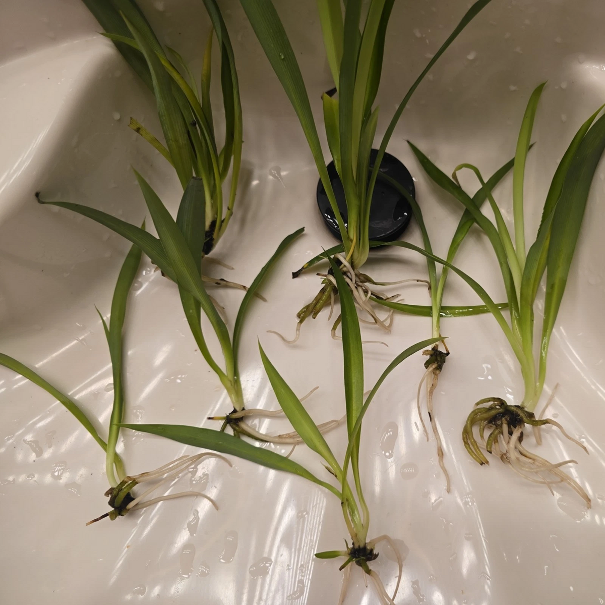 Green Spider Plant Pups (Chlorophytum comosum) - 4 Rooted Cuttings