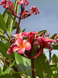 Pink Plumeria Cutting – 3 Fresh 10-Inch Unrooted Cuttings (Frangipani) for Tropical Gardening
