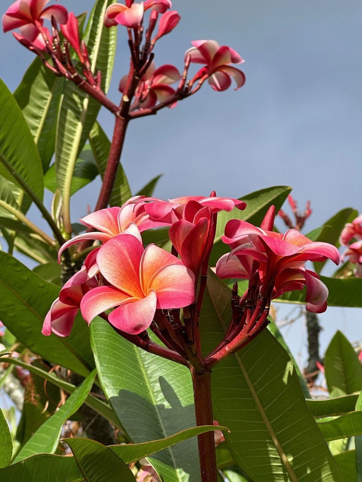 Pink Plumeria Cutting – 3 Fresh 10-Inch Unrooted Cuttings (Frangipani) for Tropical Gardening