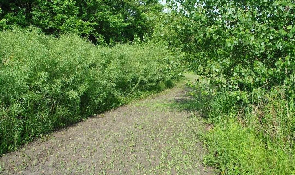 100 Austree Hybrid Willow Cuttings for Privacy Hedge & Windbreaks