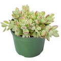 Cotyledon pendens - Rare Trailing Succulent, Rooted in 4" Pot