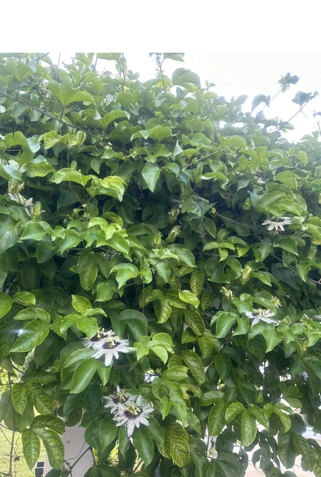 Passiflora edulis Passion Fruit Cuttings — 10 Unrooted 8–10" Vines