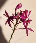 Epidendrum radicans ‘Fire Star’ - Purple Lavender Fire Star Orchid Keiki (Rooted) - 1 Plant