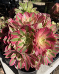 Aeonium Pink Witch Live Cutting – 2.5" Rosette Succulent