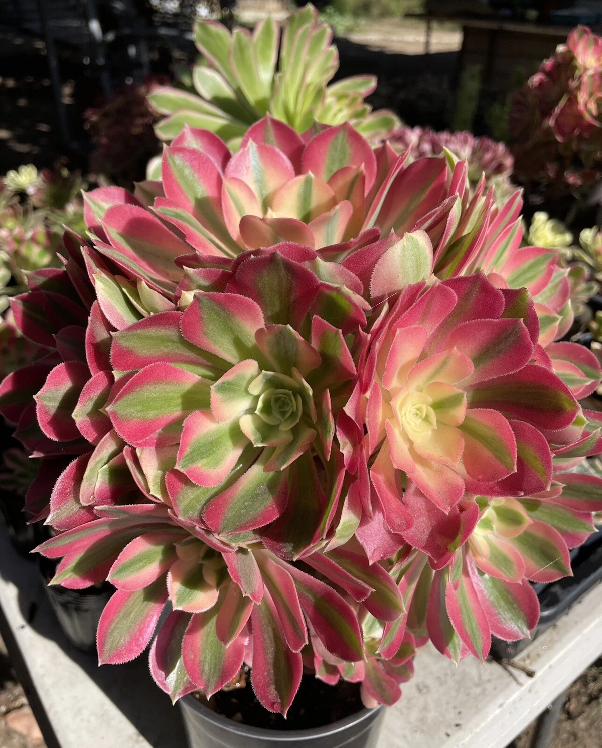 Aeonium Pink Witch Live Cutting – 2.5" Rosette Succulent