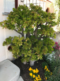 Crassula ovata Jade Plant Cutting - Large 8-Inch Branching Jade Cutting for Easy Rooting