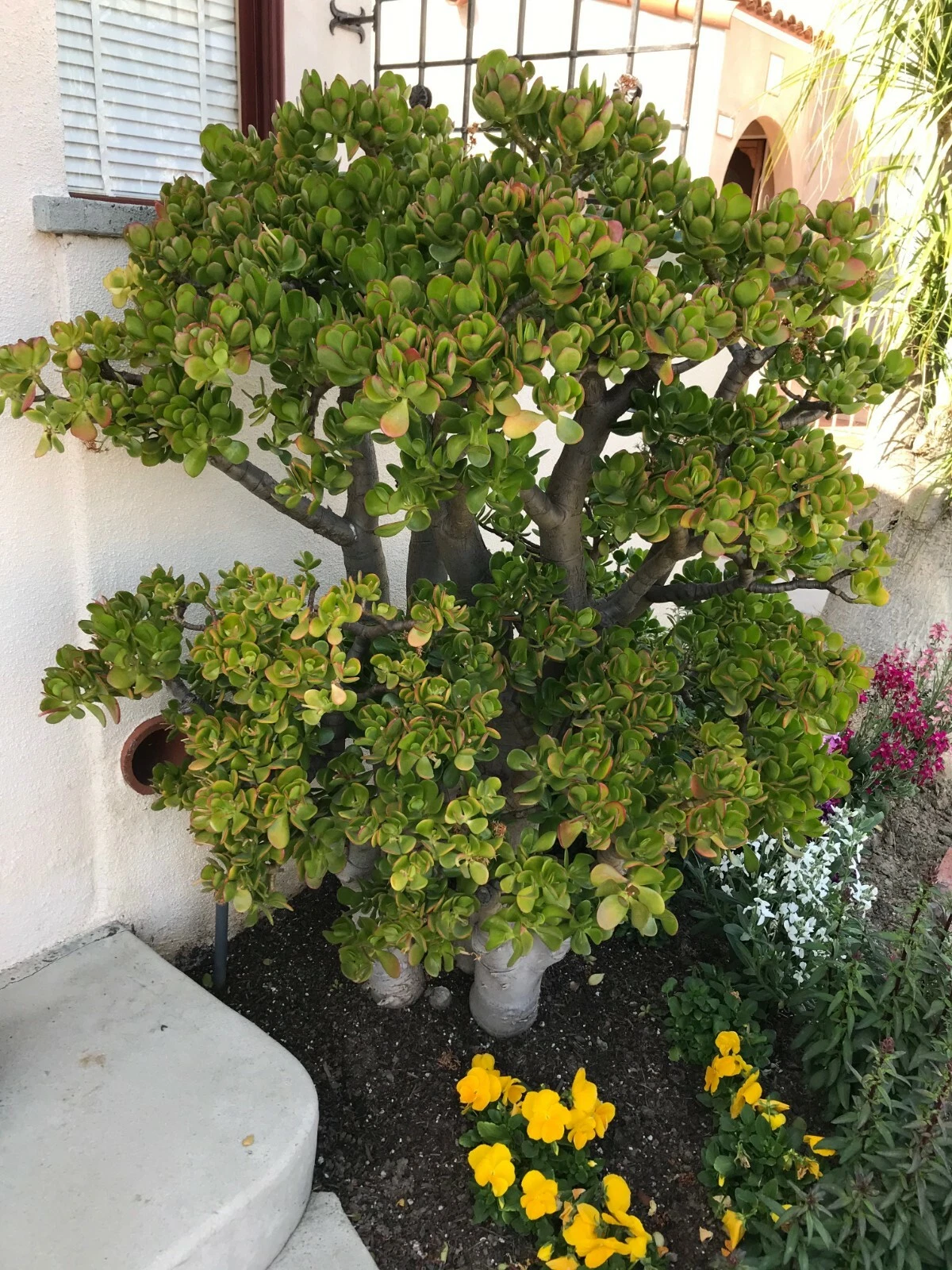 Crassula ovata Jade Plant Cutting - Large 8-Inch Branching Jade Cutting for Easy Rooting