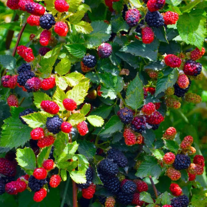 Apache Thornless Blackberry Plant – Live Starter Plug (Rubus fruticosus) USDA Zones 5–9
