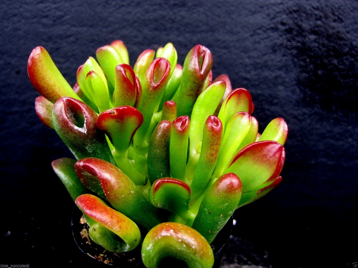 Ogre Ears Jade Plant Cutting (Crassula ovata 'Ogre Ears') - Unrooted Succulent Stem with Red Tips